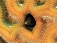Roughhead Blenny Botton Dwellers Caribbean